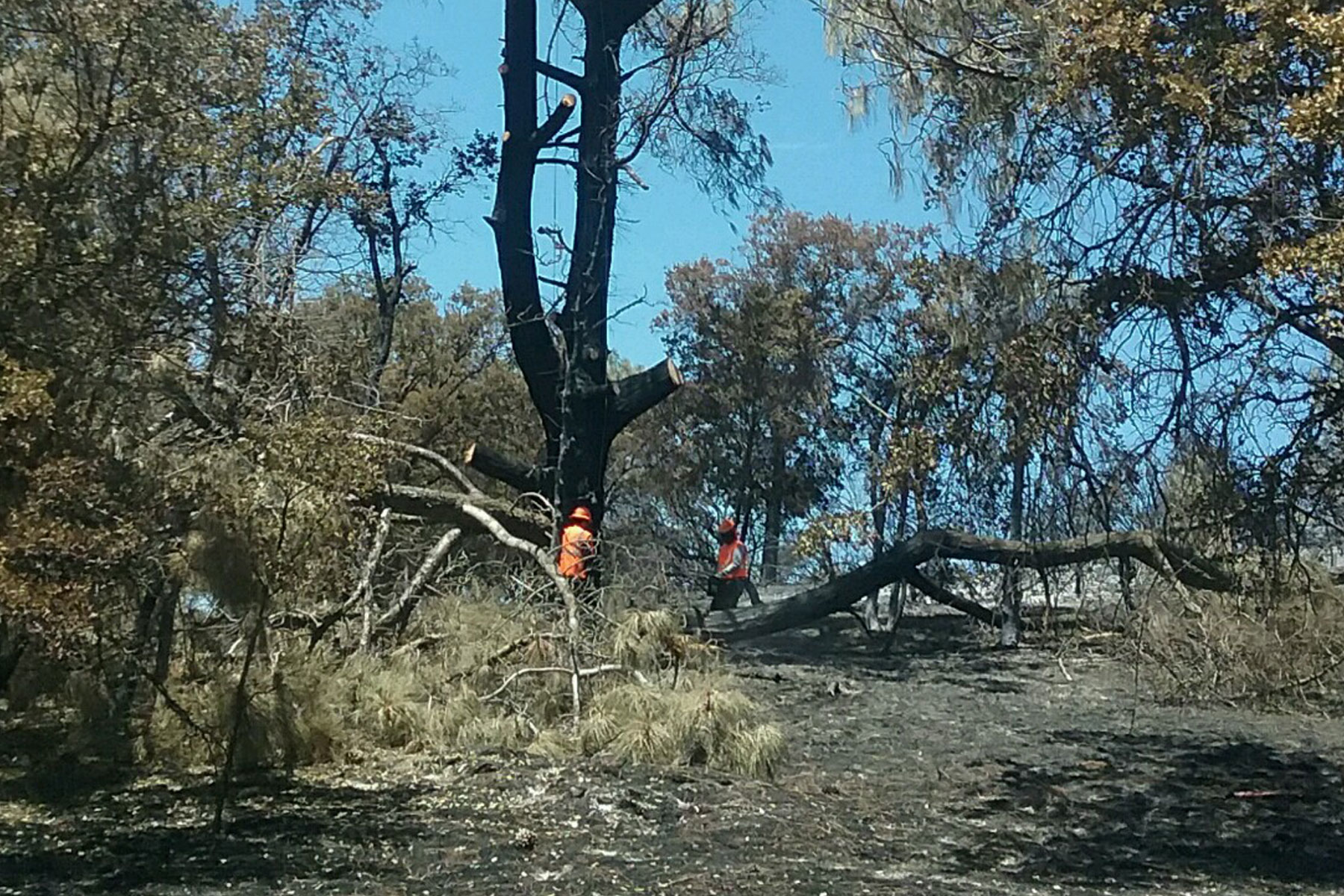 Hazard tree removal after wildfire